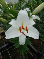 [4320 Sedano VZ No02.JPG]